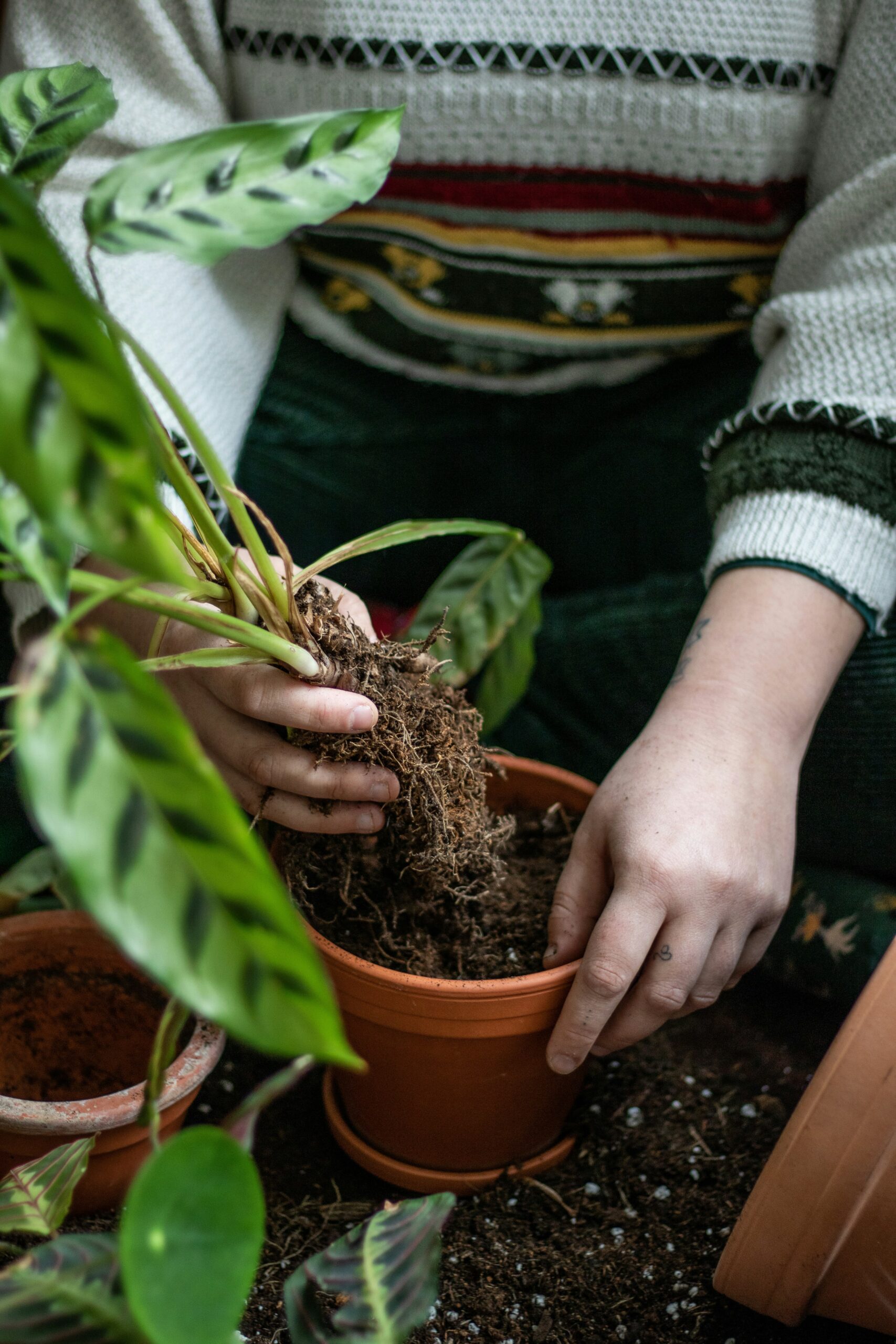 Close up of a person planting a plant in a small pot Unsplash Christine